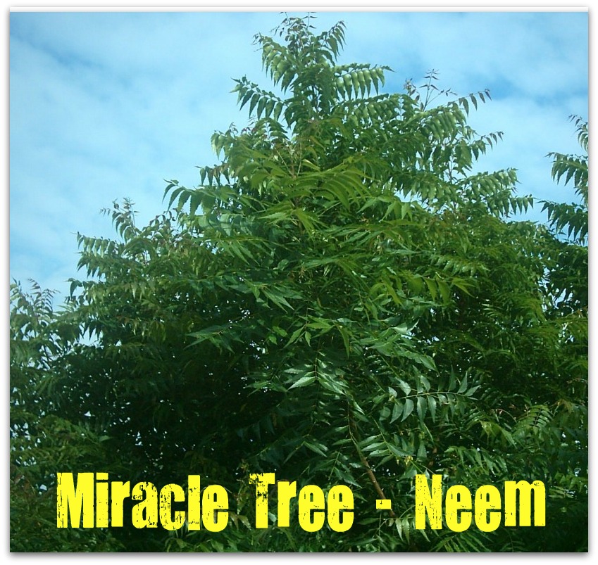 Neem Tree